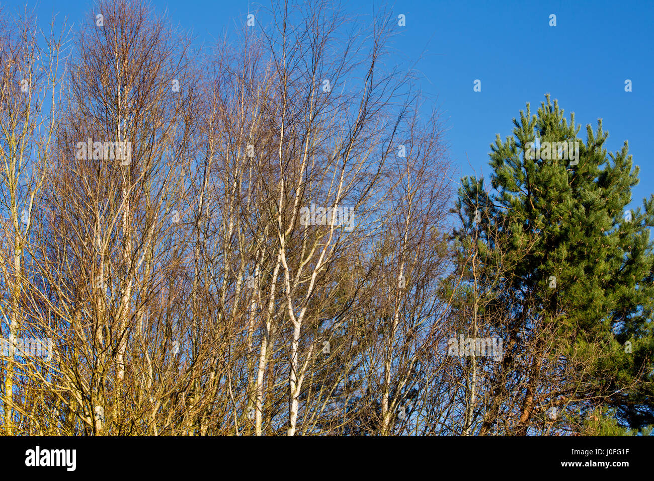 Silver Birch trees and a green conifer under a rich blue sky in the
