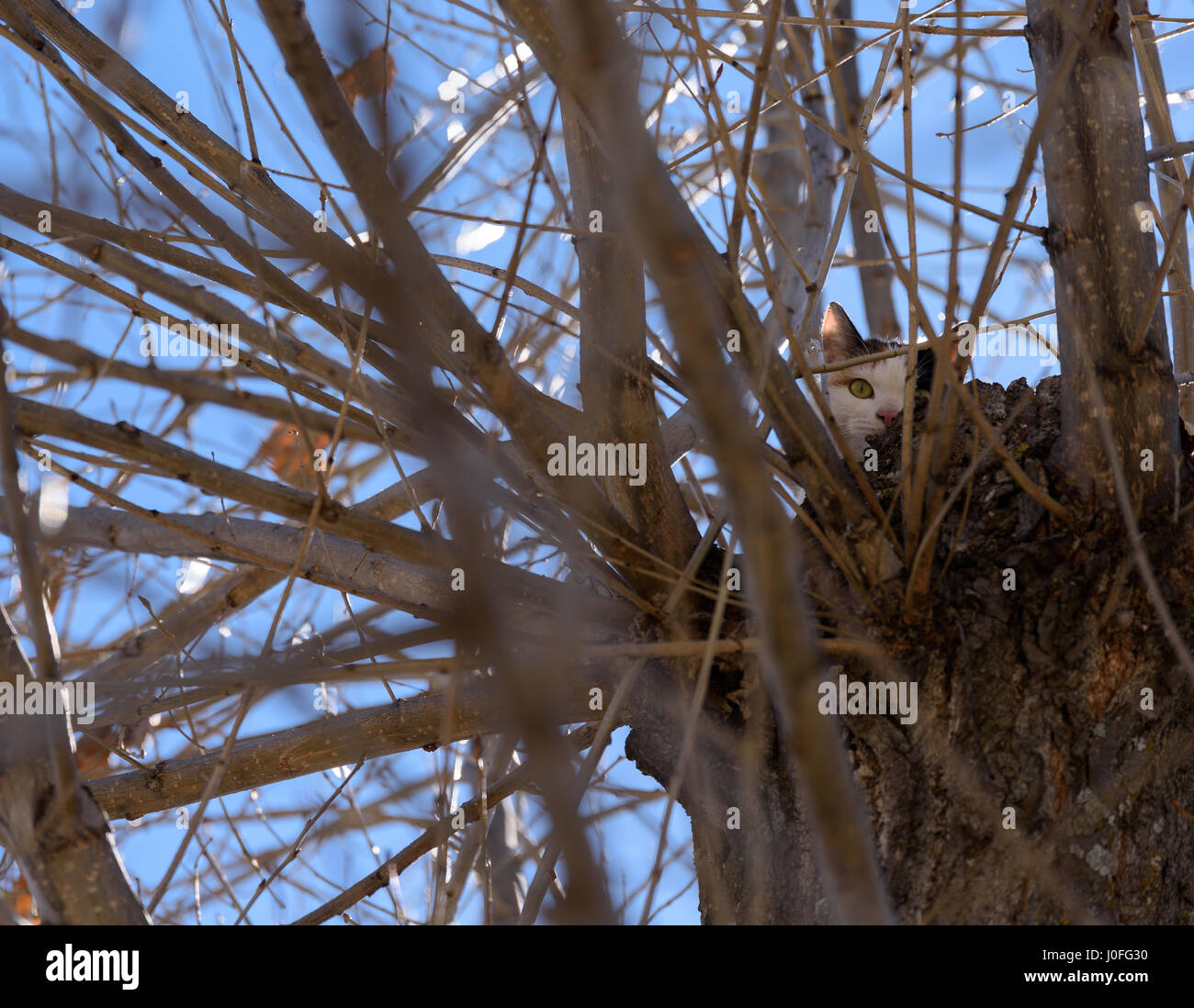 Black and white cat hides behind branches on top of a leafless tree in South Caucasus Stock Photo