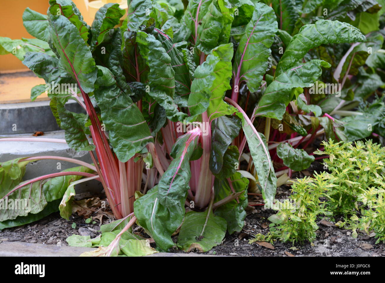 Swiss Chard Growing Stock Photos & Swiss Chard Growing Stock Images - Alamy