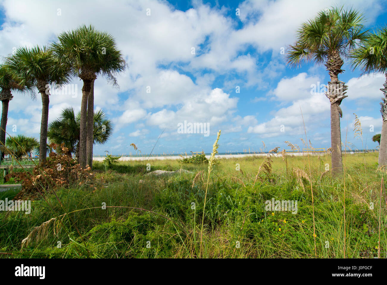 Sandy beach palm trees sea hi-res stock photography and images - Alamy