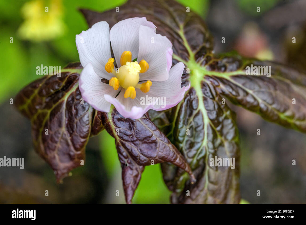 Podophyllum hexandrum, Himalayan May apple, Sinopodophyllum Stock Photo