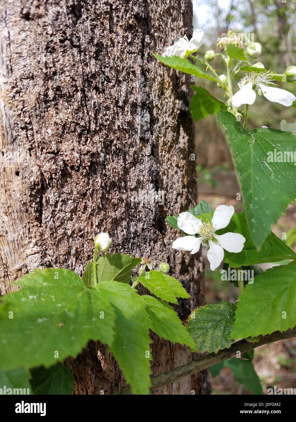 wild dewberry plants Stock Photo Alamy