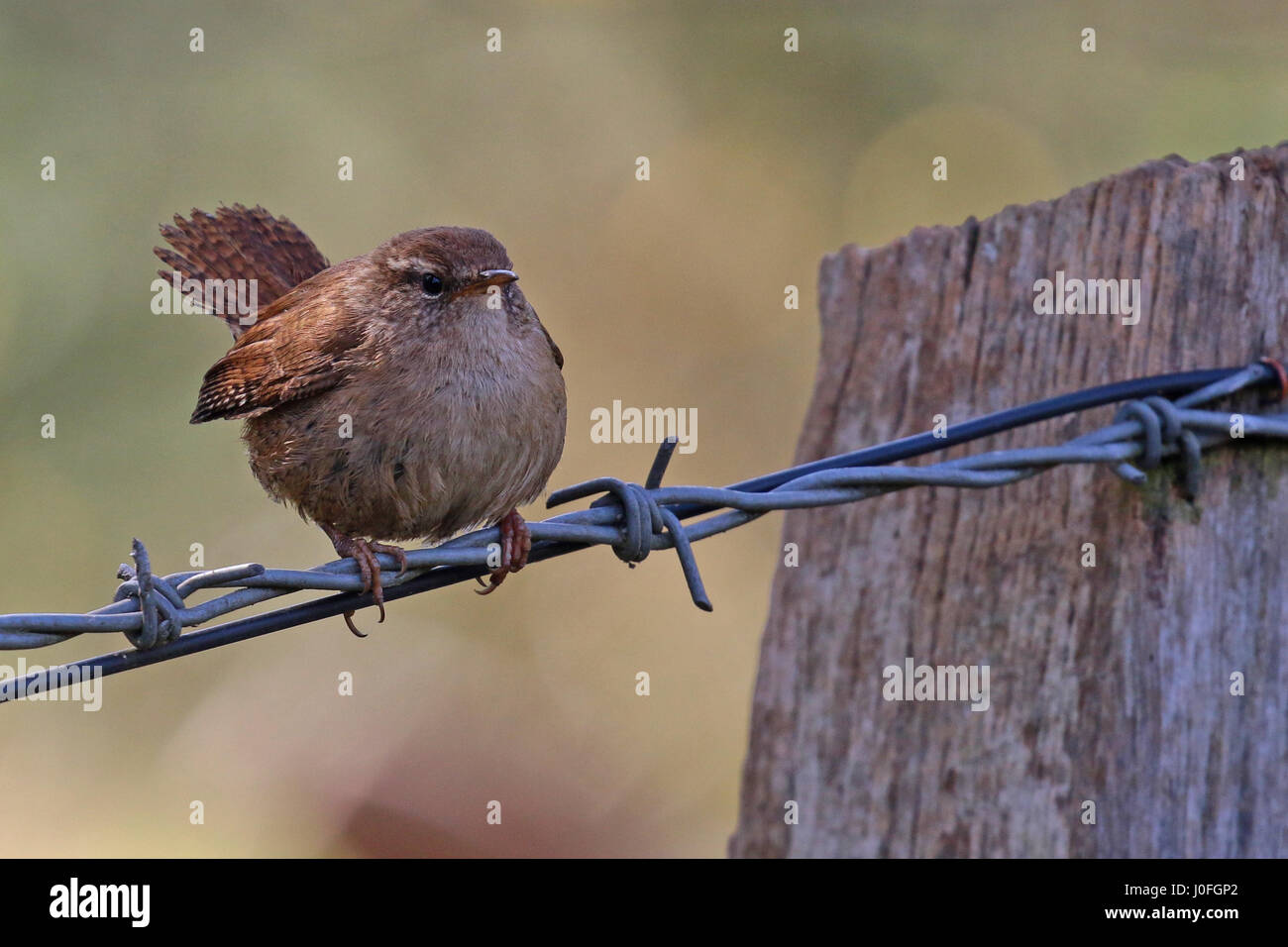 Wren sitting on barbed wire fence Stock Photo