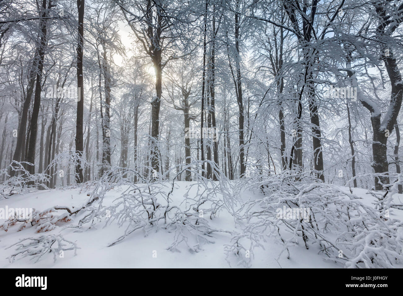 Picturesque winter scene in the beech forest Stock Photo
