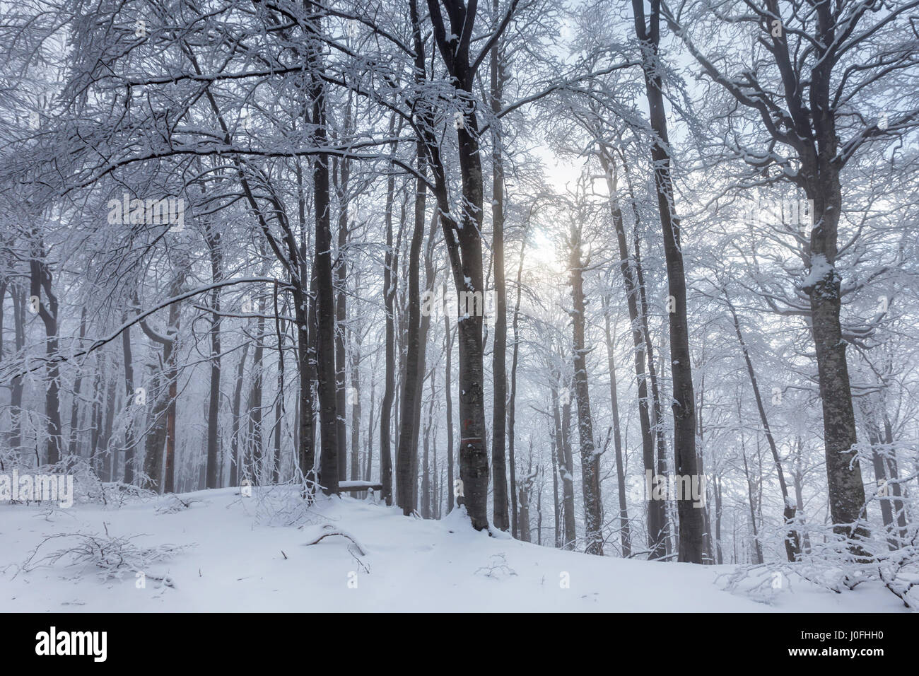 Picturesque winter scene in the beech forest Stock Photo