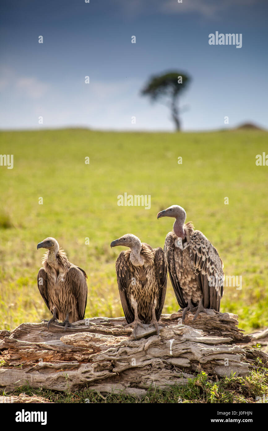 Vultures in Masai Mara National park Kenya Stock Photo - Alamy