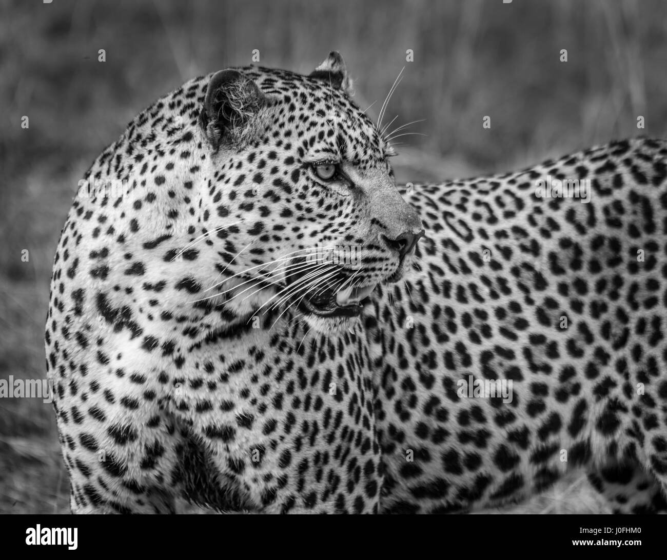 Leopard in Masai Mara National park in Kenya Stock Photo