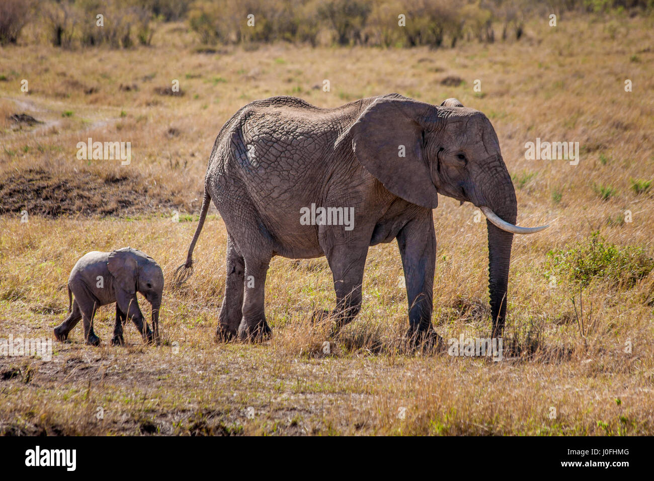Elephant with baby Masai Mara National park Kenya Stock Photo
