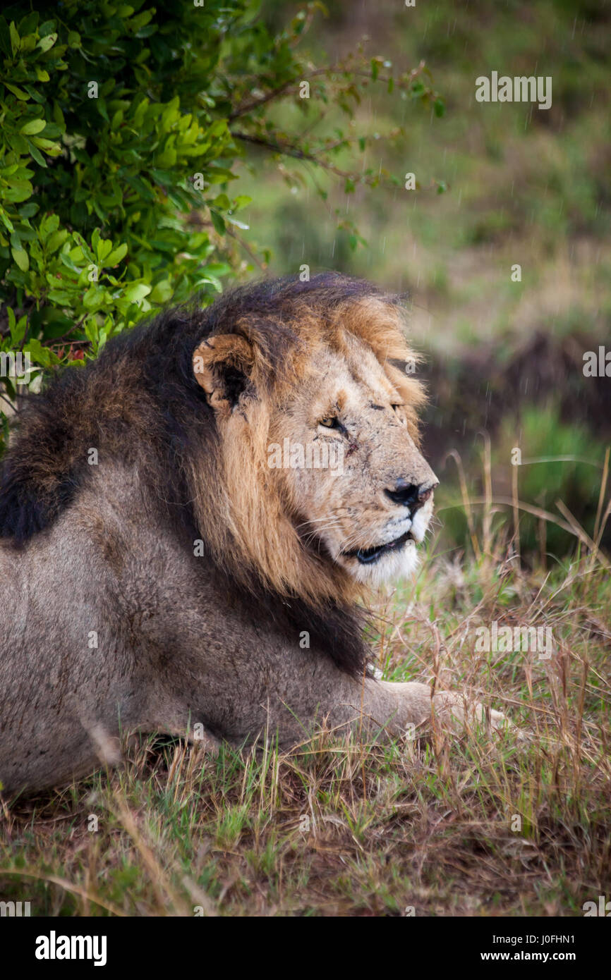 Wild Lion in Masai Mara National park Kenya Stock Photo - Alamy