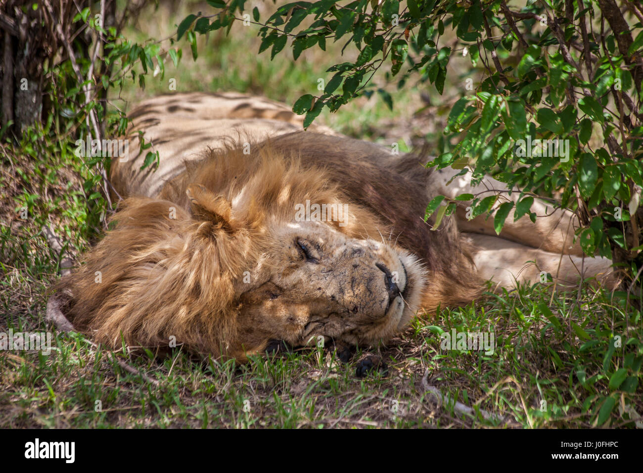Wild Lion in Masai Mara National park Kenya Stock Photo - Alamy