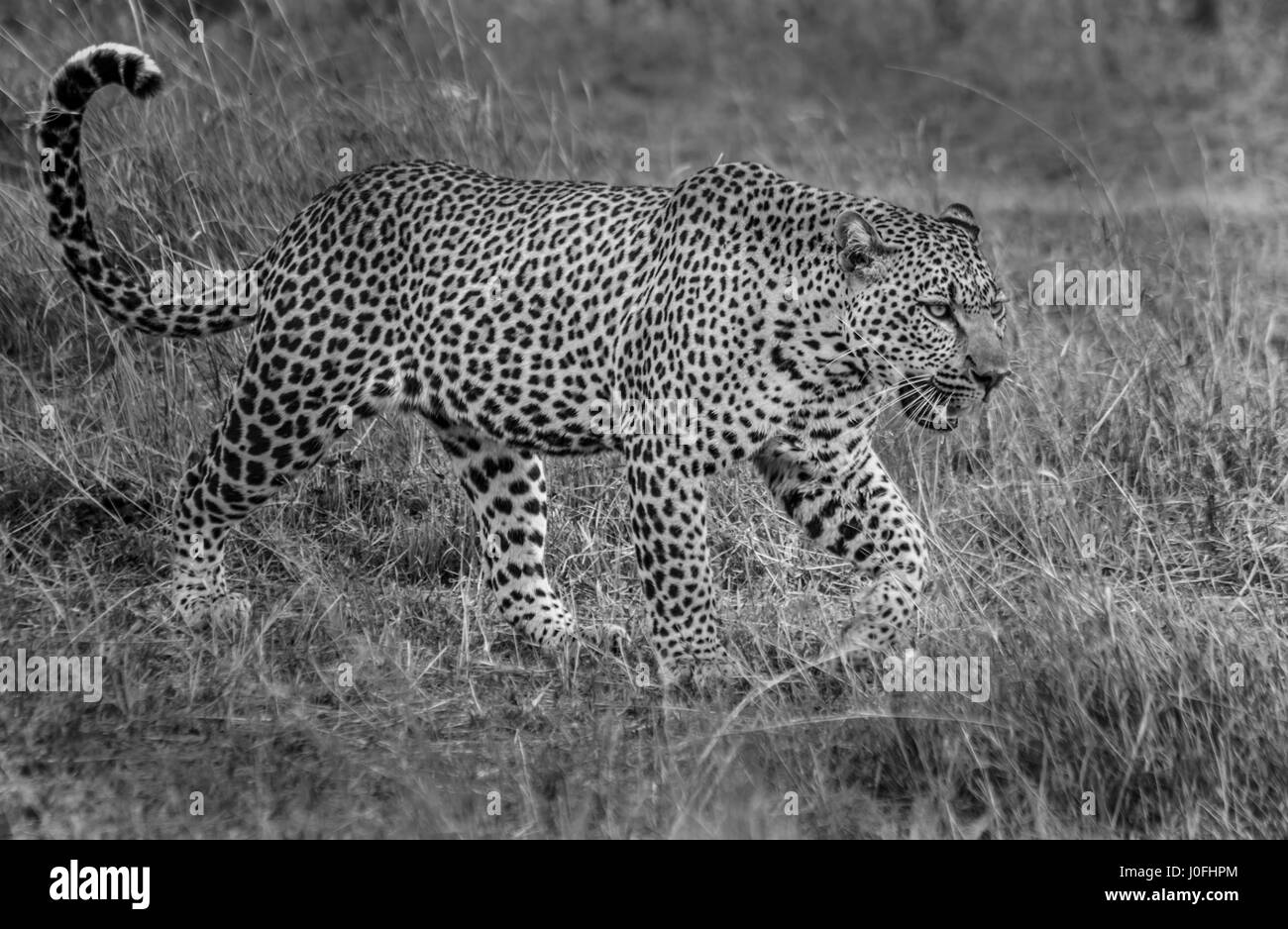 Leopard in Masai Mara National park in Kenya Stock Photo