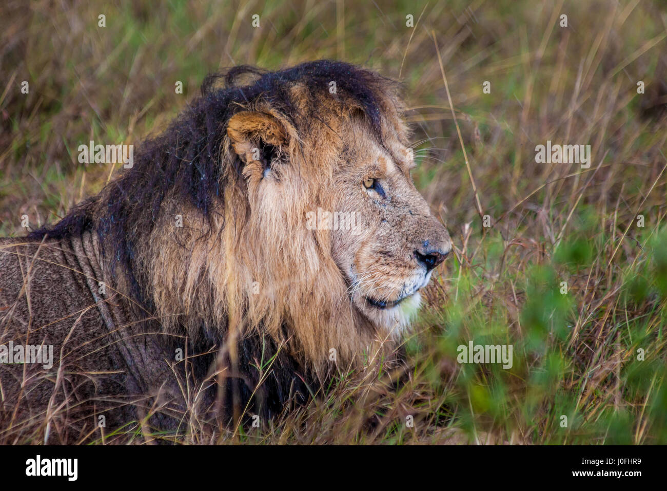 Wild Lion in Masai Mara National park Kenya Stock Photo - Alamy