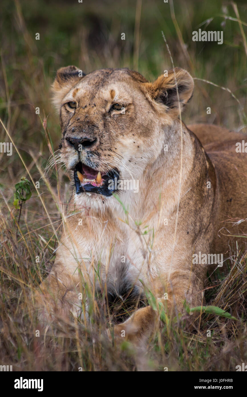 Wild Lion in Masai Mara National park Kenya Stock Photo - Alamy