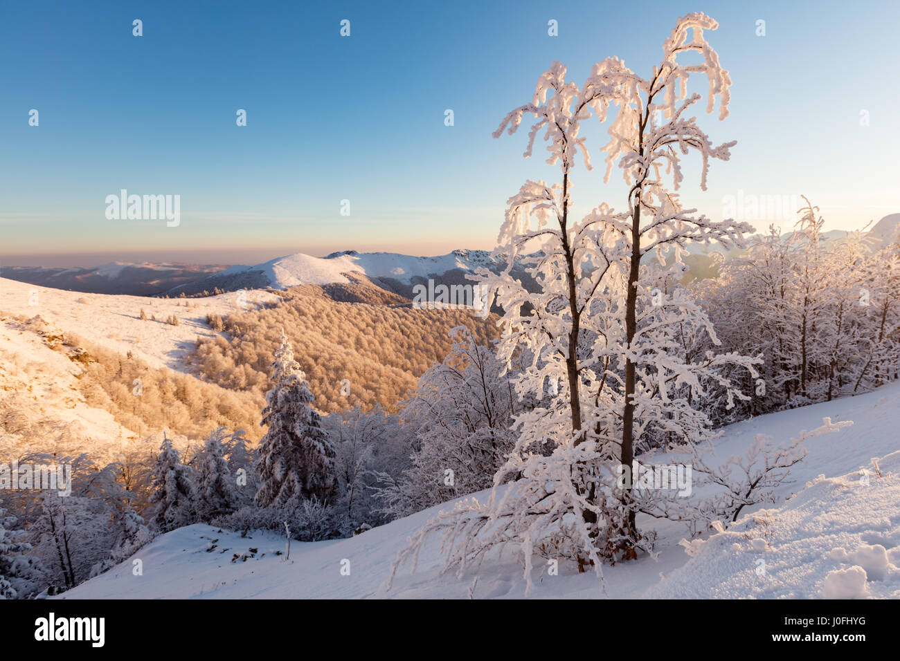 Picturesque view with a snowy tree in the mountain at sunrise Stock Photo