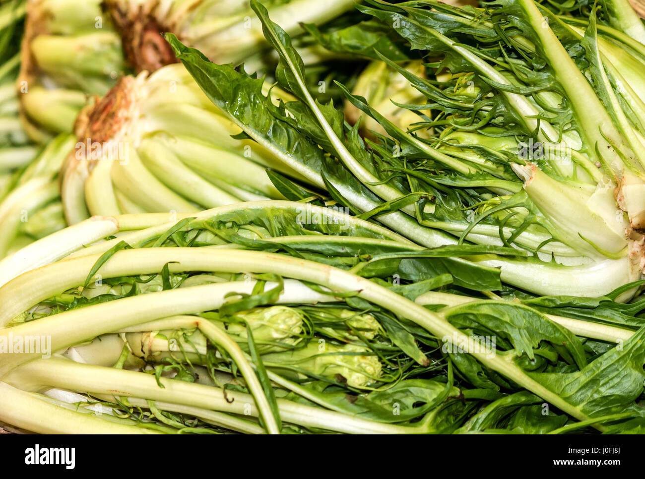 Puntarelle or cicoria di catalogna or cicoria asparago is a variant of  chicory, it resembles a large dandelion (Cichorium intybus Stock Photo -  Alamy
