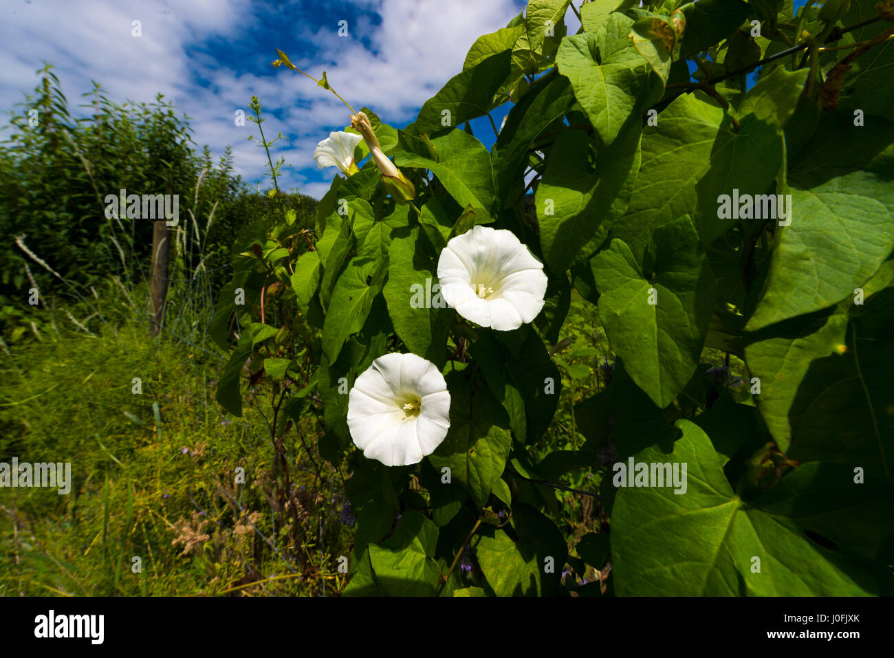 Close up from a white Field Bindweed Stock Photo