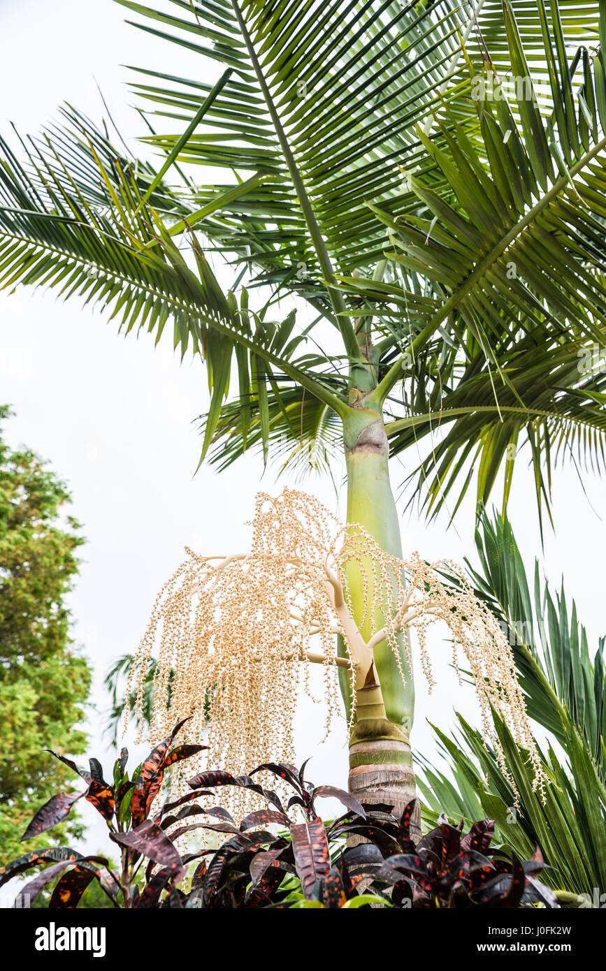 Flower spike on a mature Alexandra palm, Archontophoenix alexandrae, in a tropical home garden Stock Photo