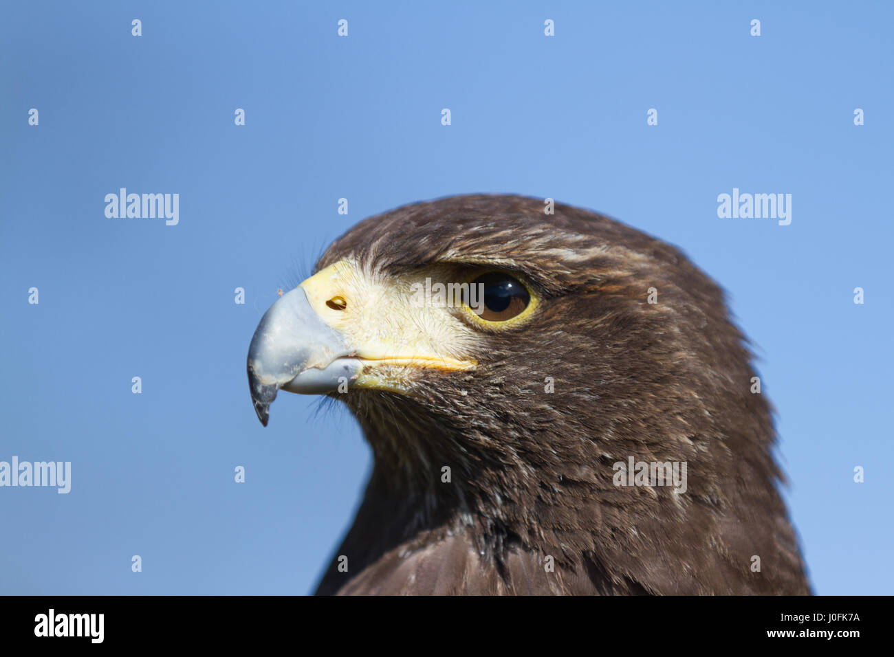 Harris Hawk - close-up of head against plain blue sky Stock Photo