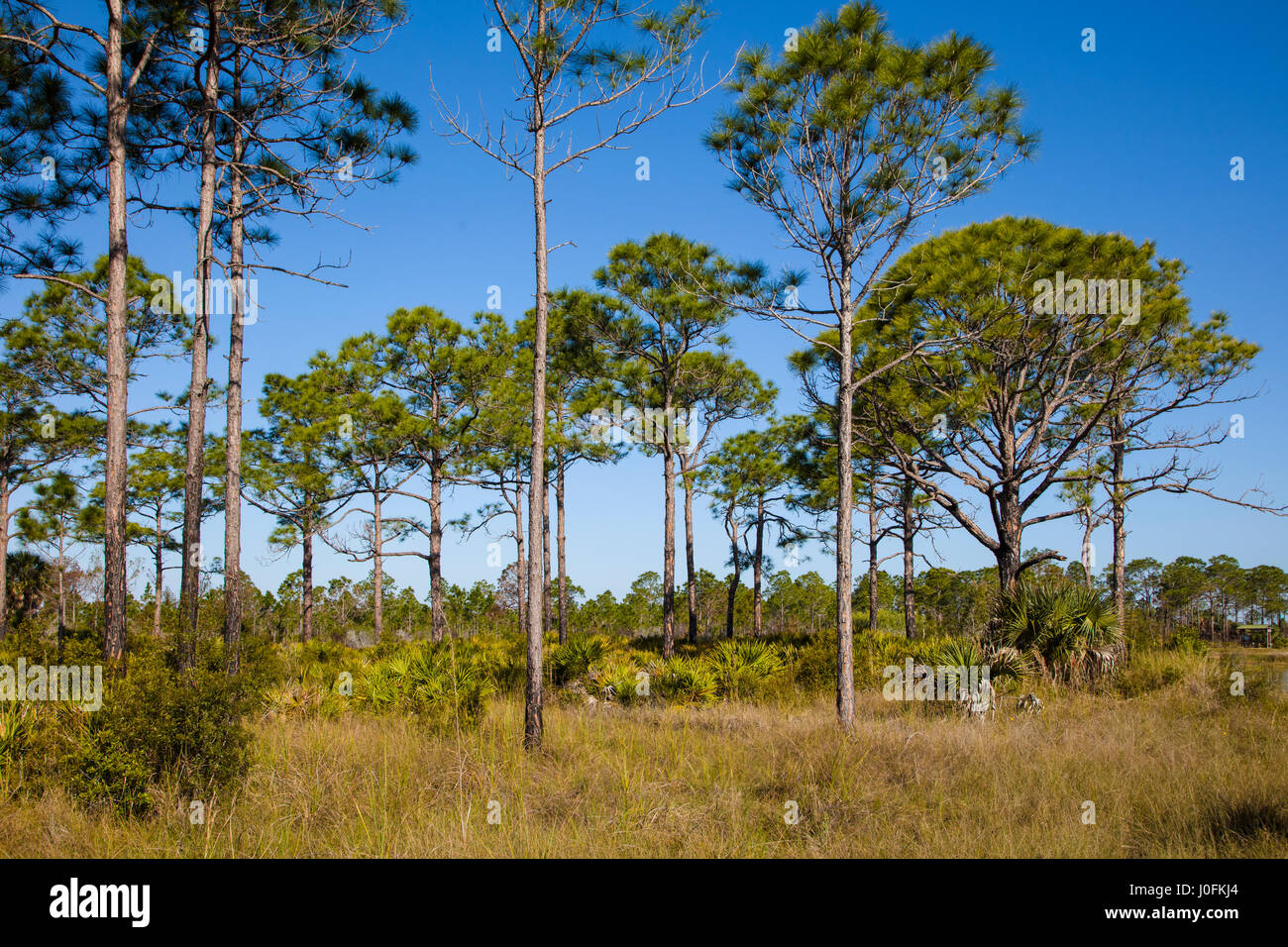 Pine Flatwoods in Babcock/Webb Wildlife Management Area in Punta Gorda in Southwest Florida Stock Photo