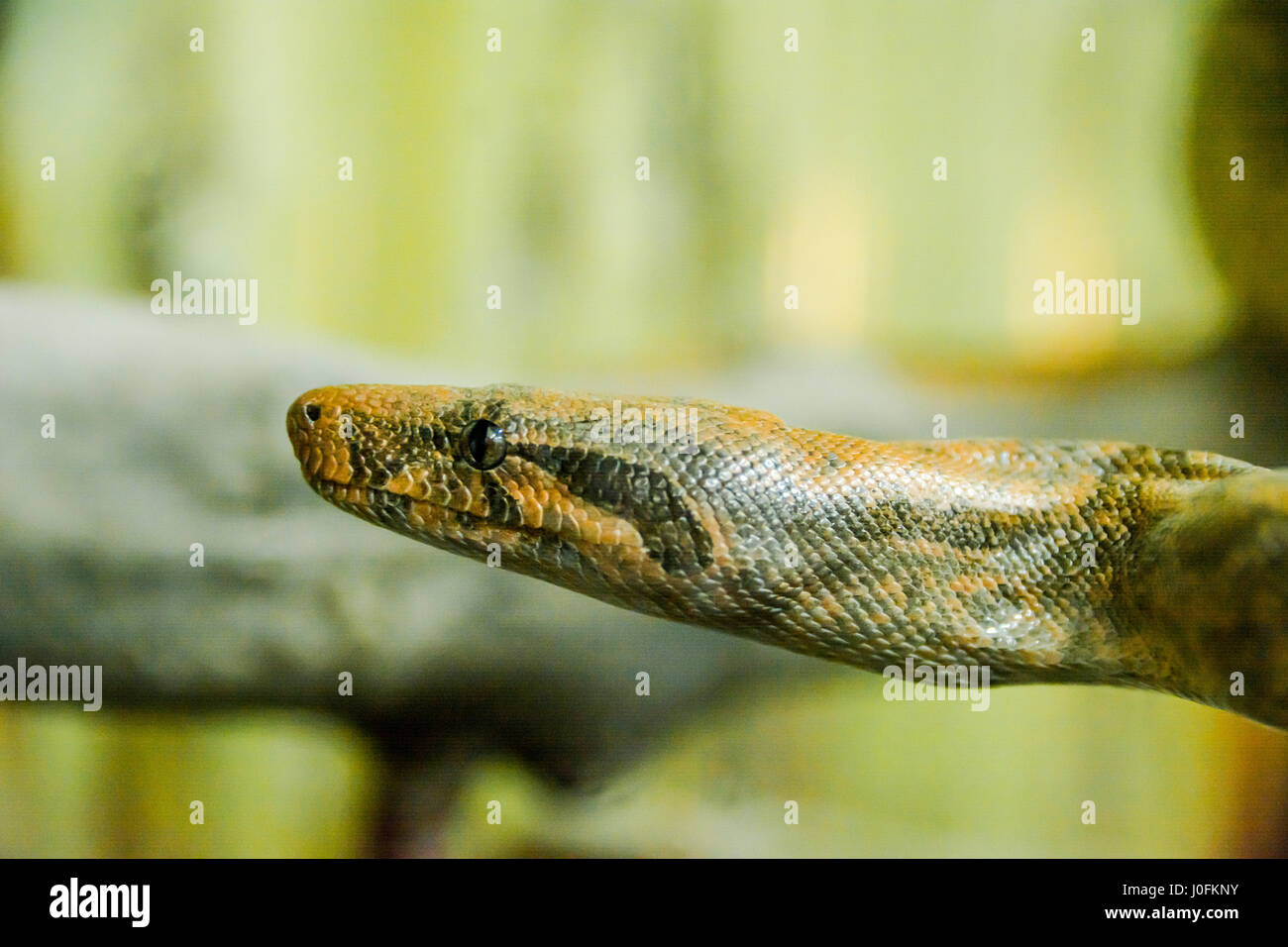 Python snake skin hi-res stock photography and images - Alamy