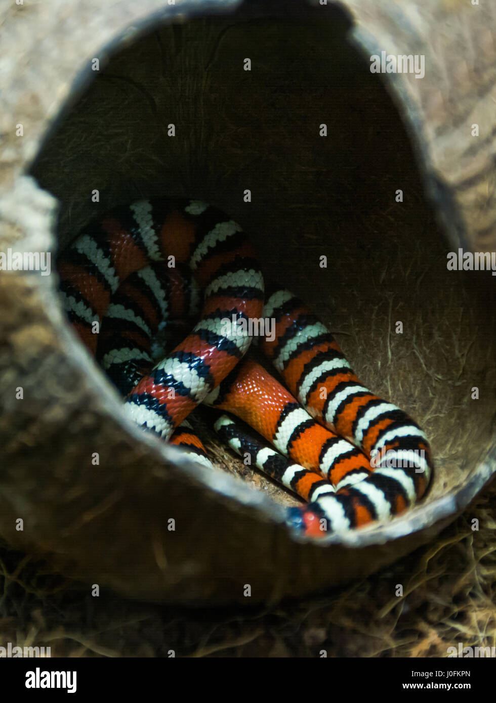 Campbell milk snake sleeping in the shelter of coconut Stock Photo