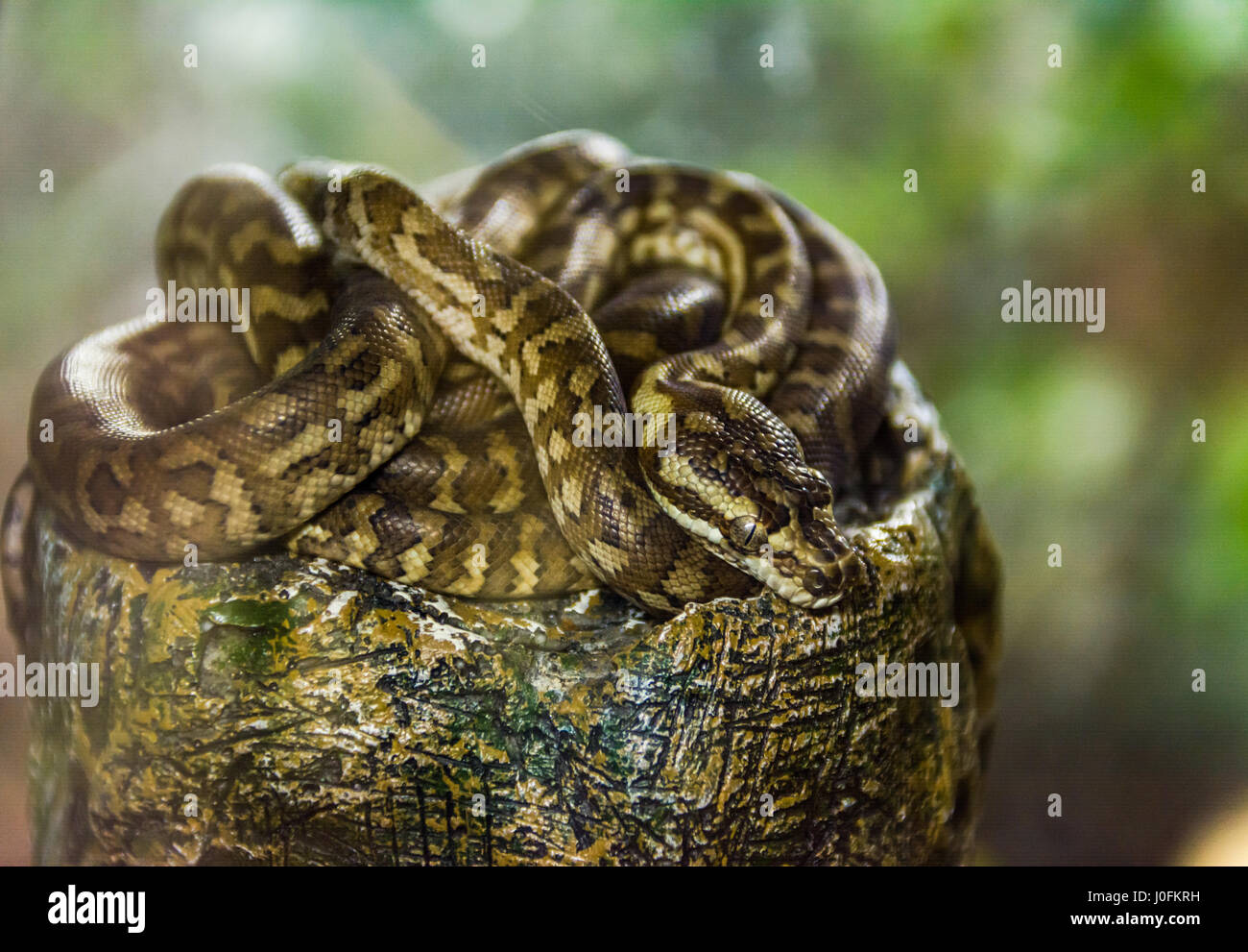 Asian rock python hi-res stock photography and images - Alamy
