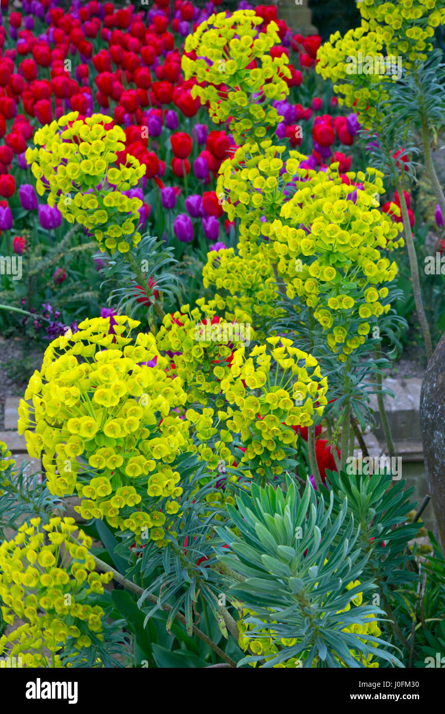 Euphorbia characias subsp. wulfenii spurge in gardenwith pot and Tulips Stock Photo