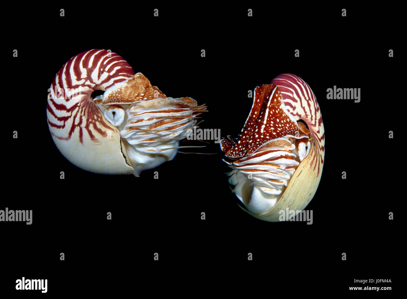 Found in the tropical western Pacific and Indo-Pacific Oceans, the Chambered Nautilus (Nautilus pompilus) is a true marine living fossil. Stock Photo