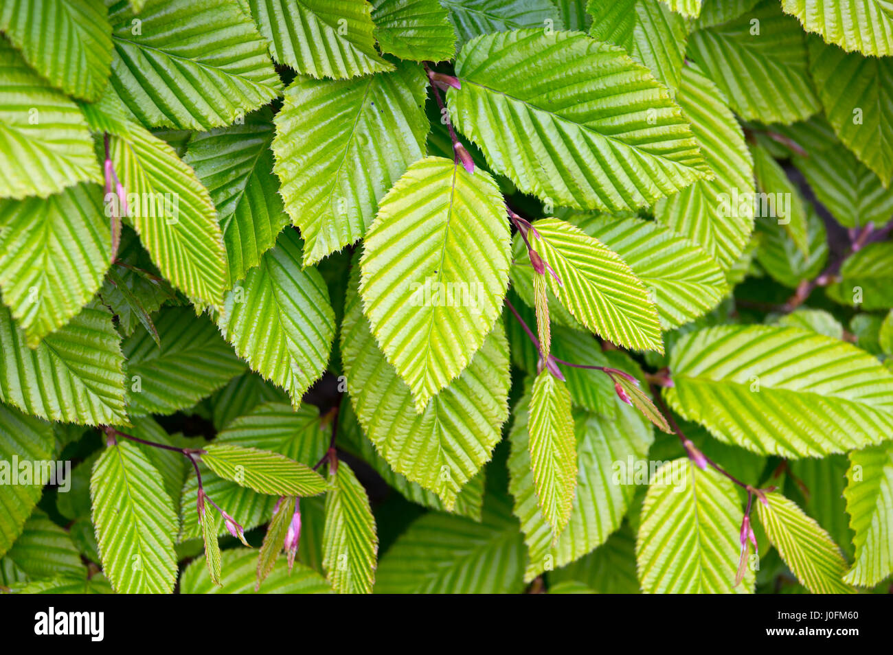 Fresh new leaves on Hornbeam Carpinus batulus hedge  Spring Norfolk Stock Photo