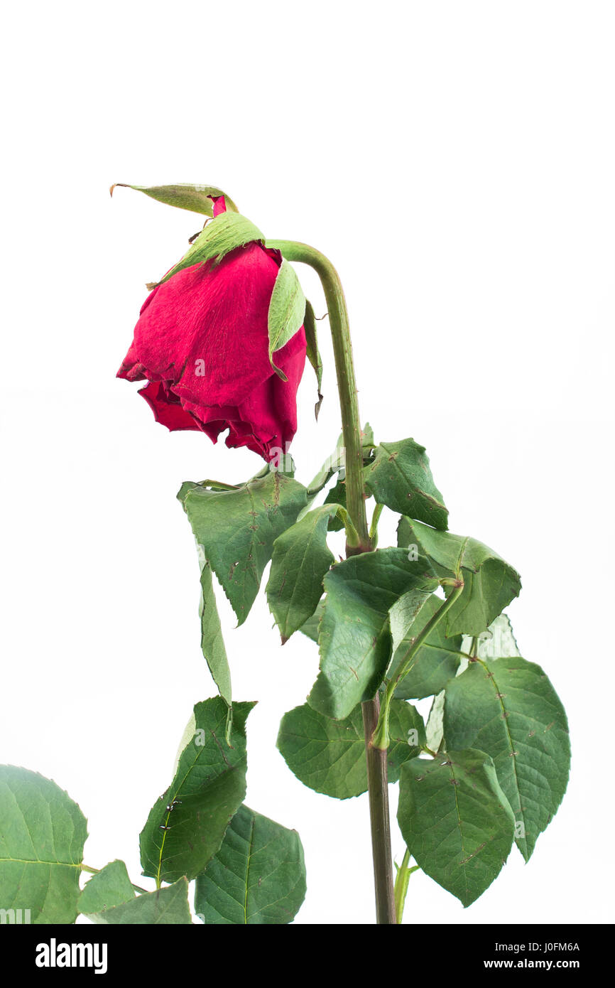 Withered Rose on White Background Stock Photo - Alamy