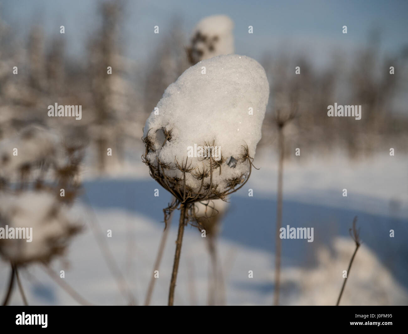 Snowy winter in the garde in Poland. Stock Photo