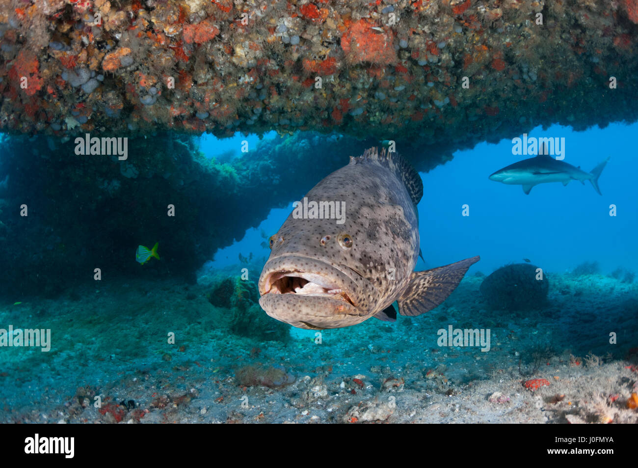 Goliath grouper