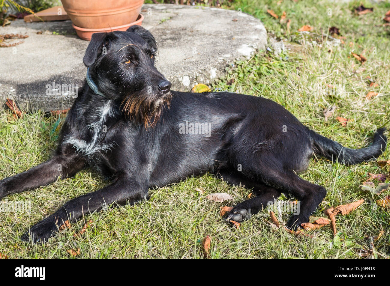 A black dog lying in the garden Stock Photo - Alamy