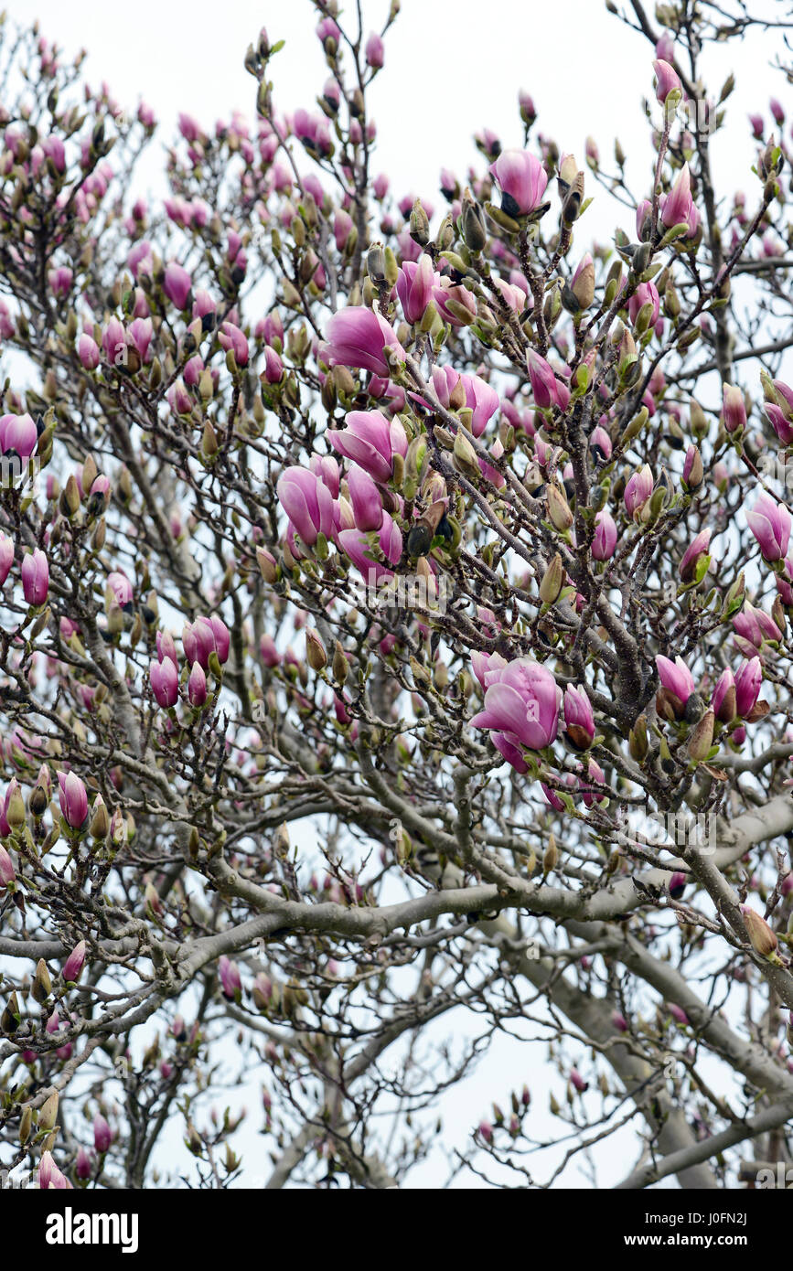 pink magnolia blossom in springtime Stock Photo - Alamy