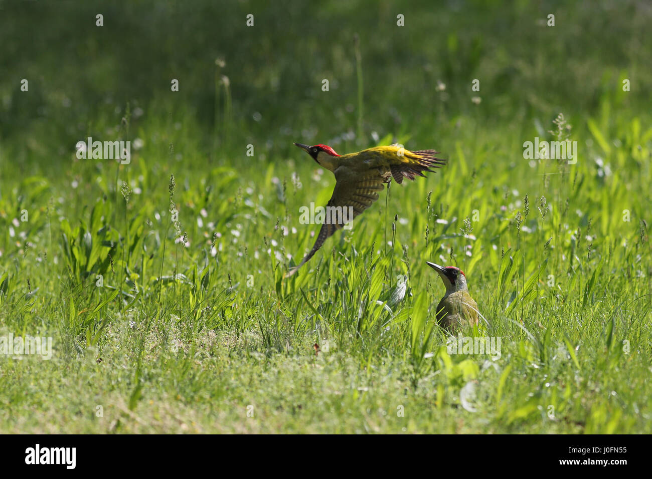 Two green woodpeckers in tall grass, one in flight Stock Photo