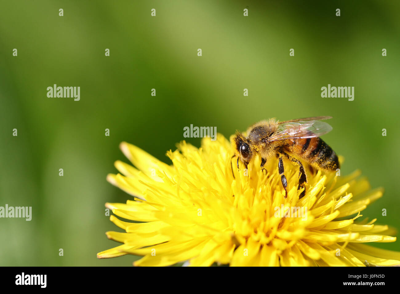 Honeybee covered in pollen going through a yellow dandelion flower against a blurred green background Stock Photo