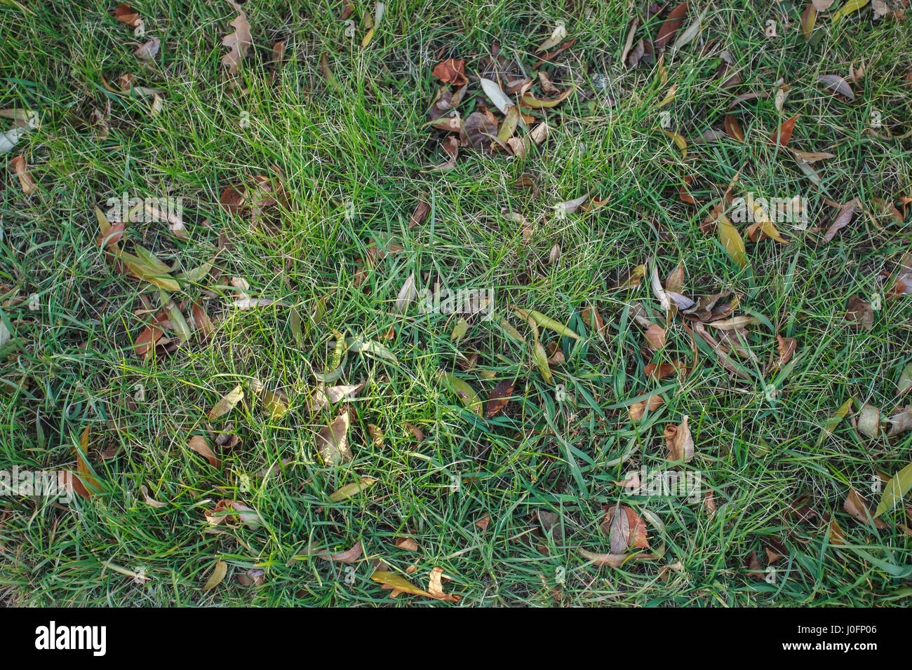 Autumn leaves on the ground. Colorful leaves lay on green grass Stock ...