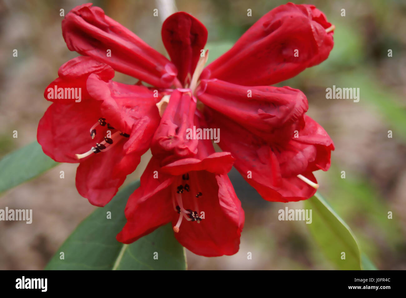 Rhododendron meddianum var. atrokermesinum at Clyne gardens, Swansea, Wales, UK. Stock Photo
