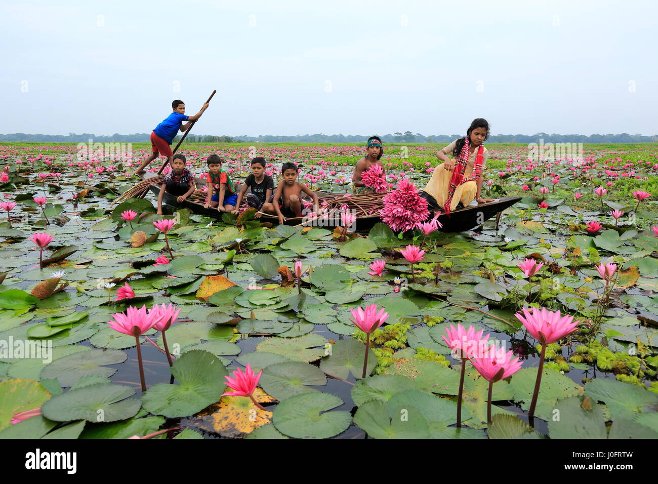 Red water lily in bangladesh hires stock photography and images Alamy