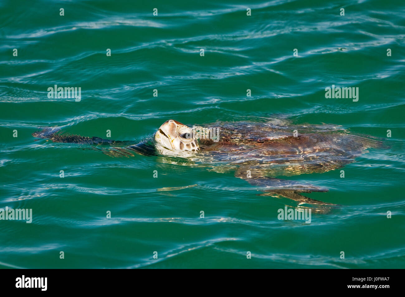 Green Sea Turtle breathing at the oceans surface. Stock Photo