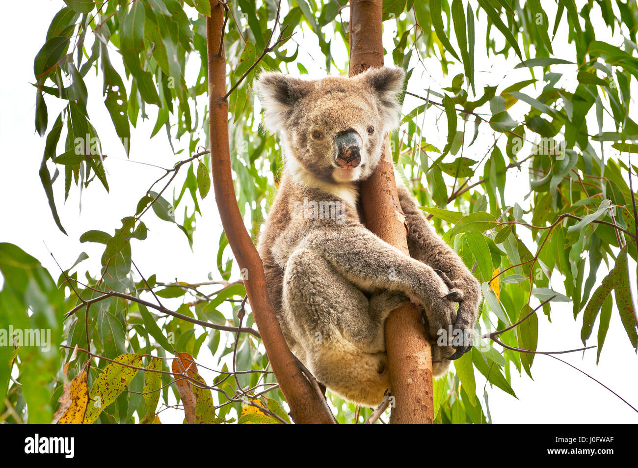 Koala sitting in gum tree. Stock Photo