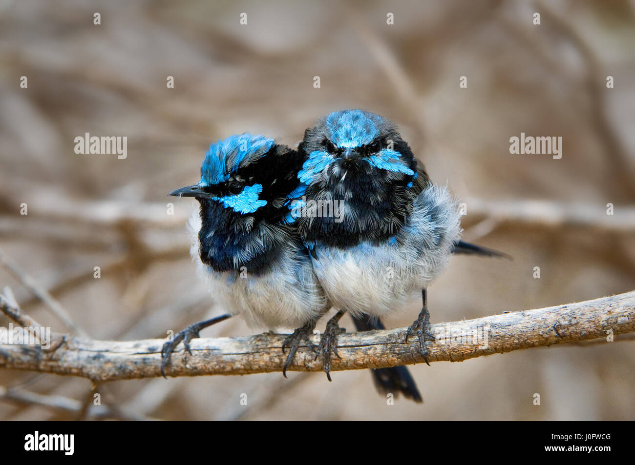 Two Superb Fairy-wrens sitting on a twig. Stock Photo
