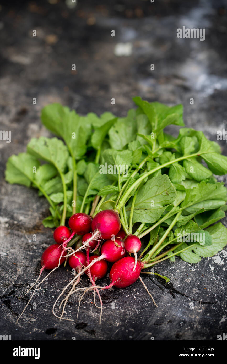 Table Raddish Organic Radish on metal table Stock Photo - Alamy