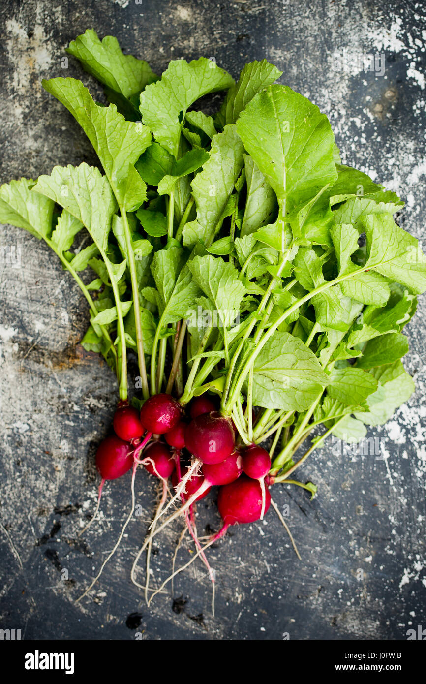 Table Raddish Radish on metal table. Top view Stock Photo - Alamy