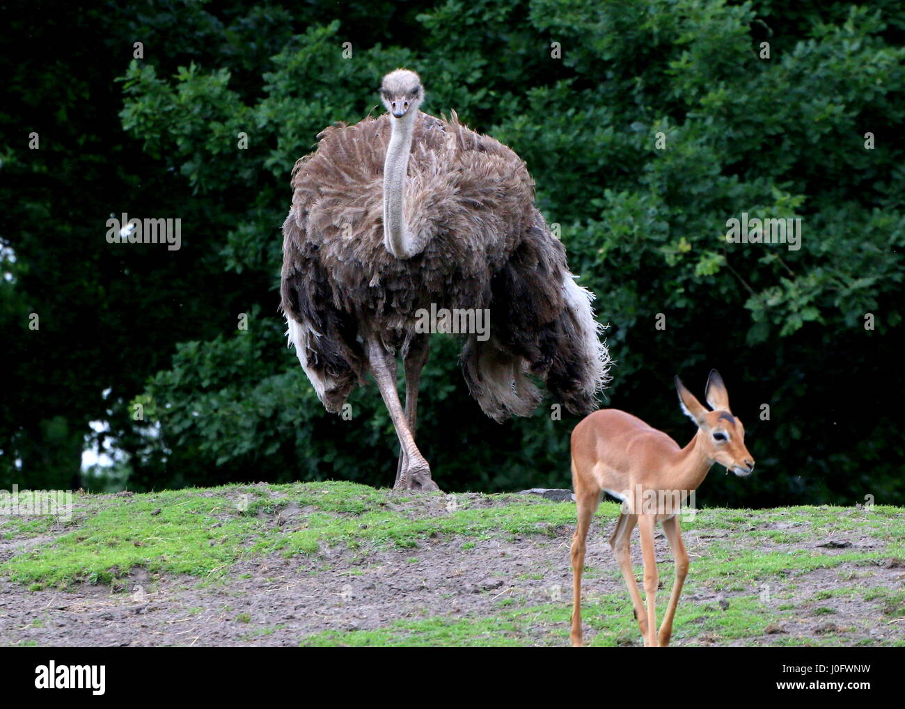 Female African Ostrich (Struthio camelus) chasing an impala antelope Stock Photo