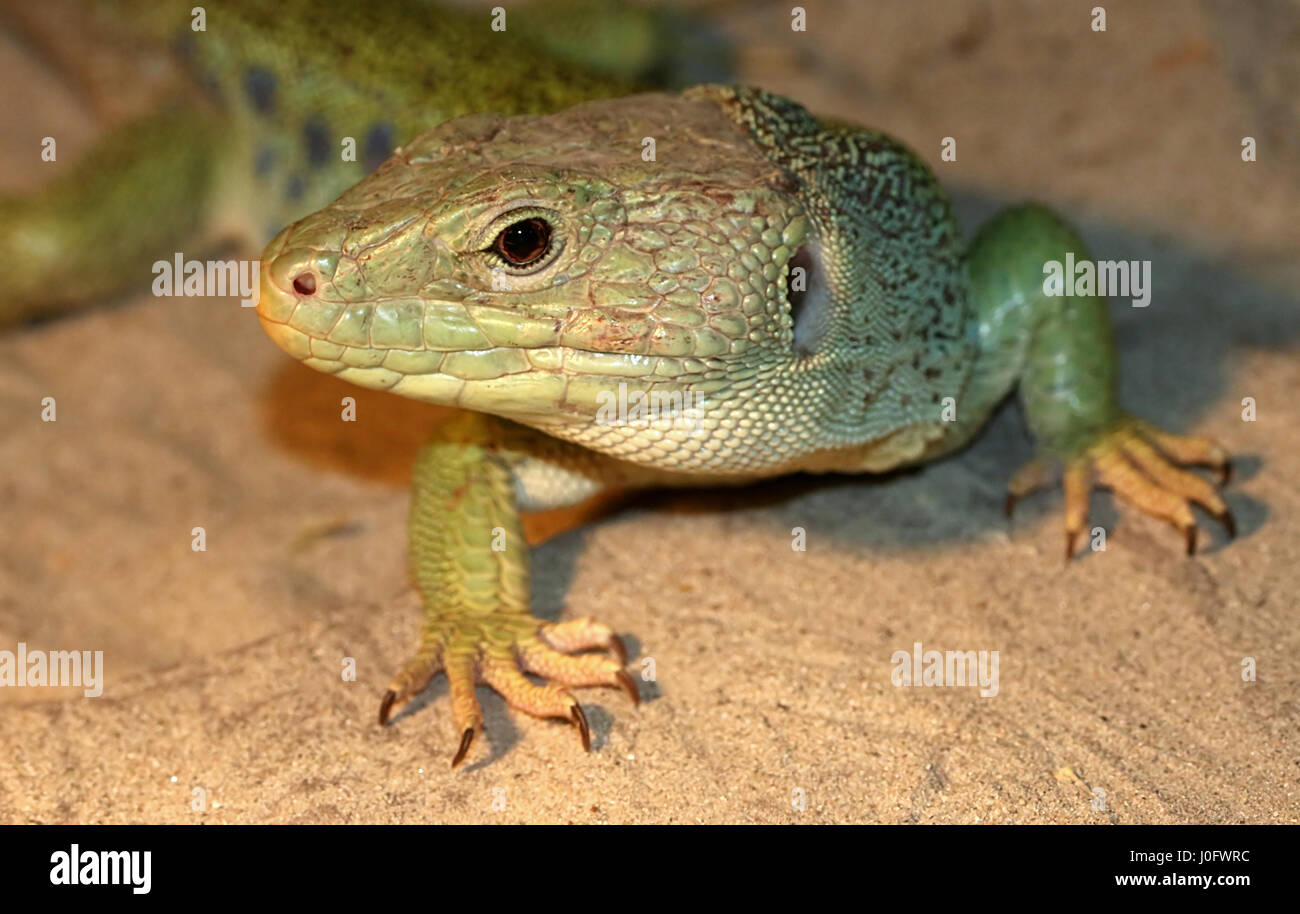 Iberian Ocellated lizard (Timon lepidus, Lacerta lepida), a.k.a. European Eyed or Jeweled lizard Stock Photo