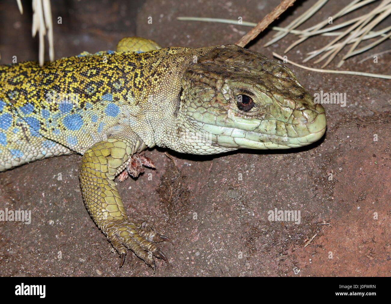 Iberian Ocellated lizard (Timon lepidus, Lacerta lepida), a.k.a. European Eyed or Jeweled lizard Stock Photo