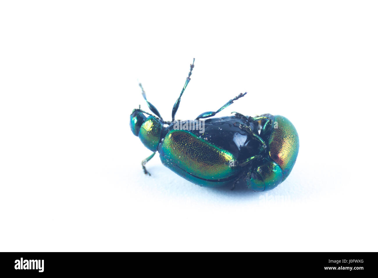 Mint leaf beetles, female, upside down, green metallic color (Chrysolina herbacea) in the family of Chrysomelidae - isolated in white background Stock Photo