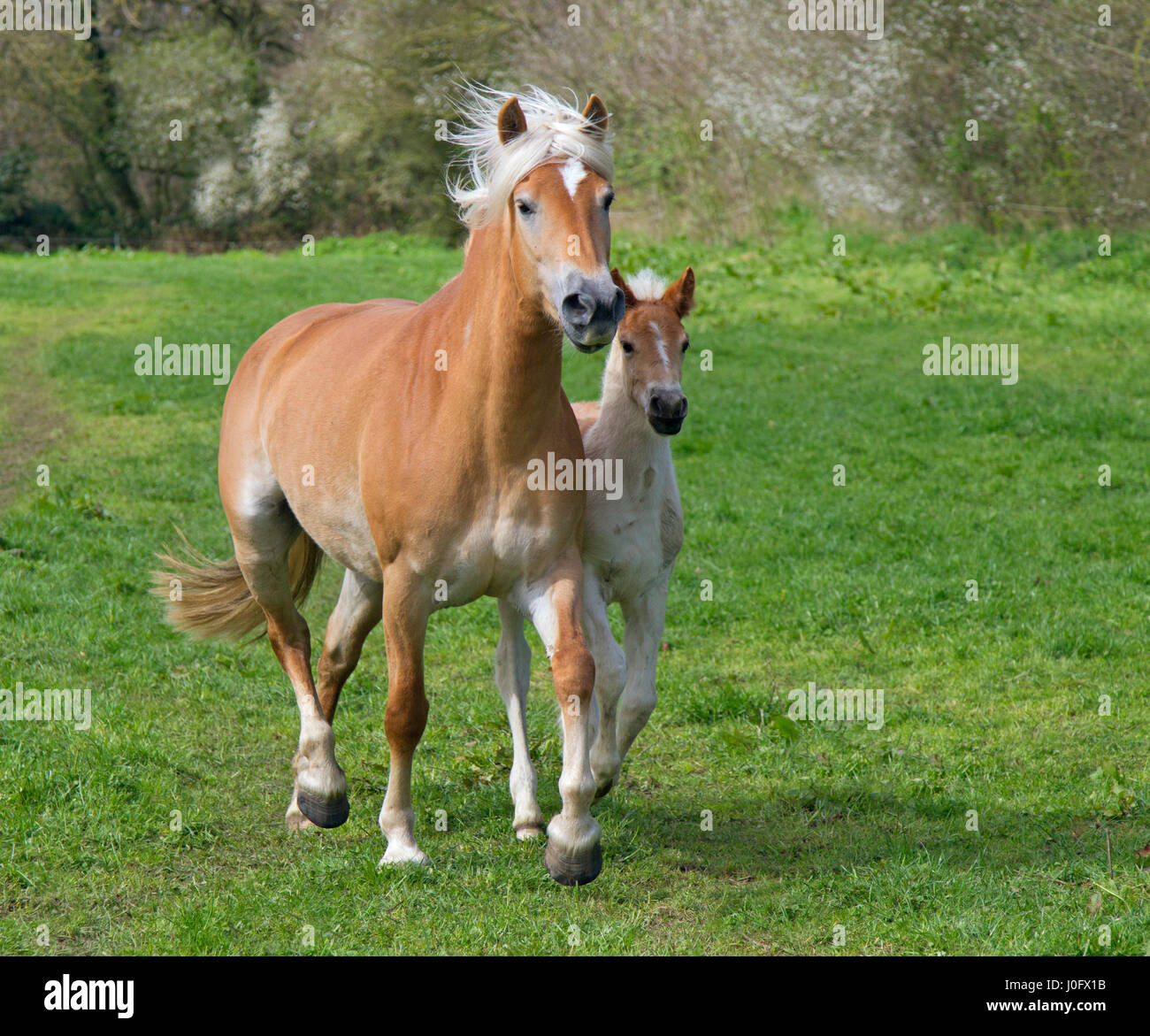 Haflinger mare and foal running in meadow Stock Photo