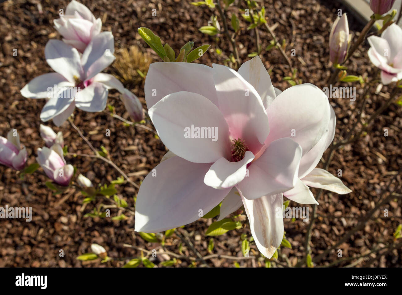 Pink bloomed magnolia flower in the season on the magnolia tree. Wood